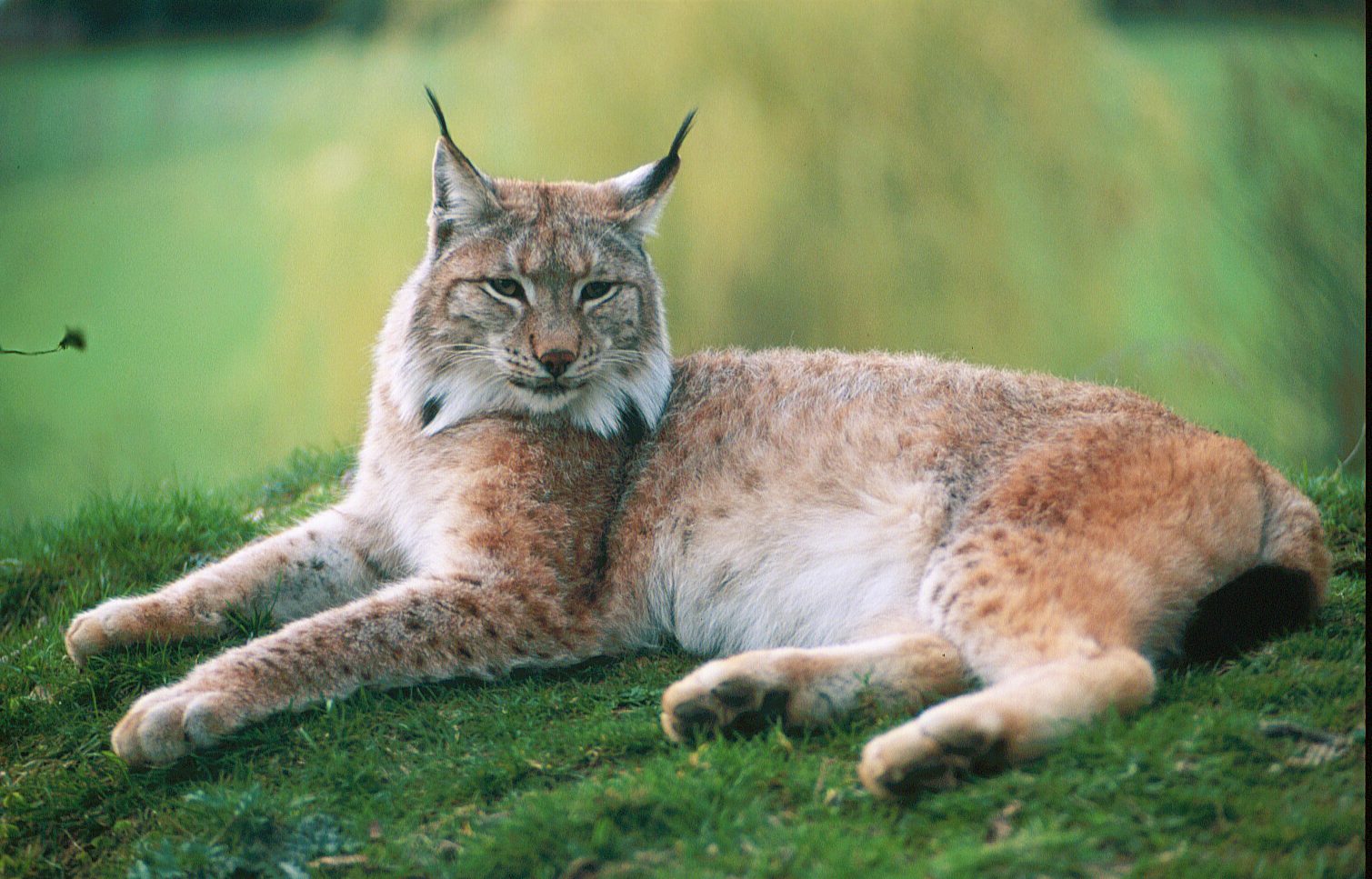 The largest animal park in the Austrian state of Carinthia - cyclists will be delighted