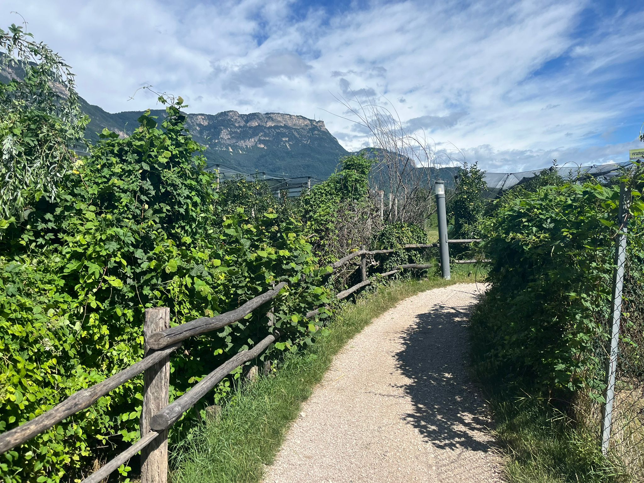 Am Etschradweg durch die Weinberge, (c) Österreich Radreisen Silvia Daniel