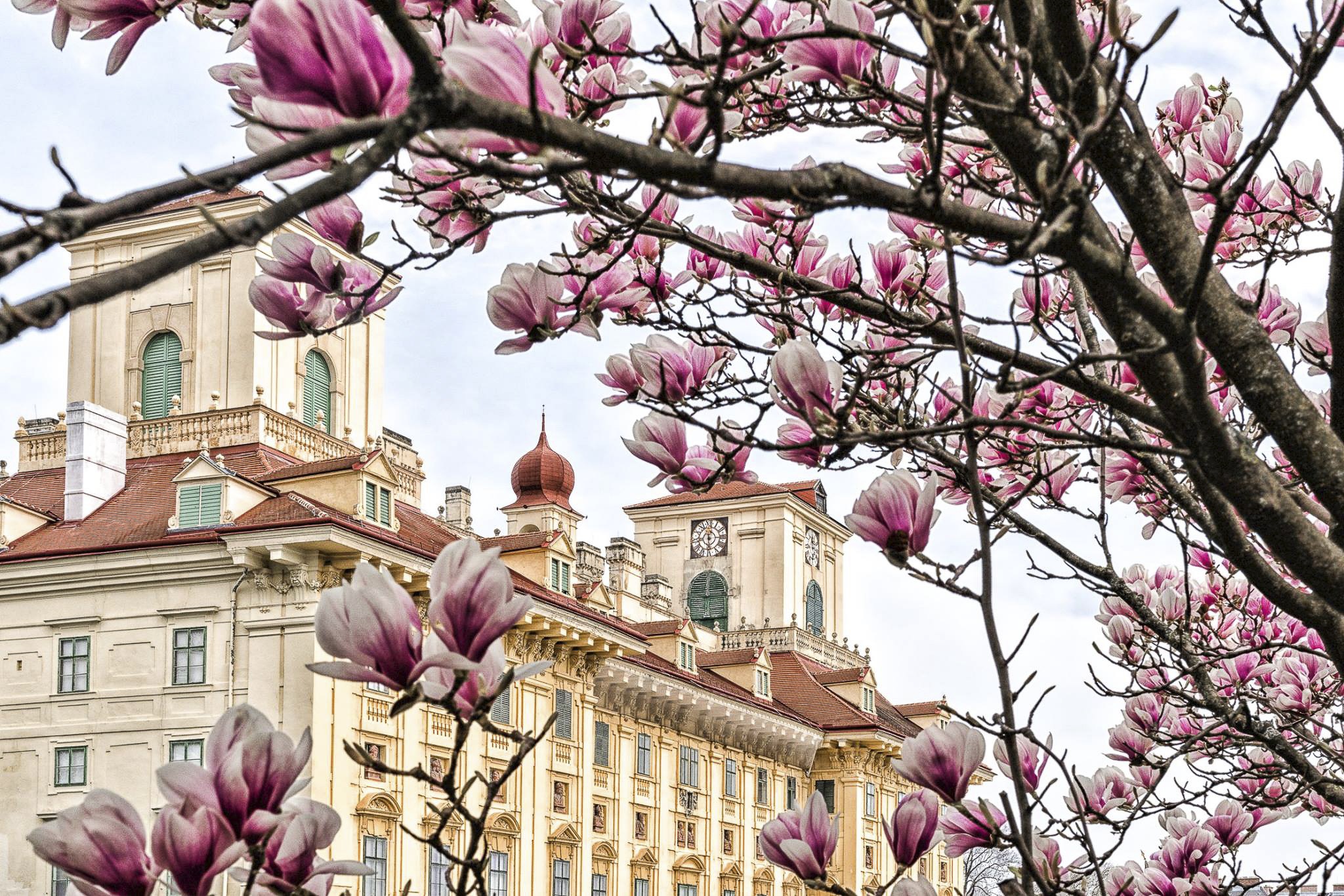 Blühende Magnolien vor Schloss Esterházy