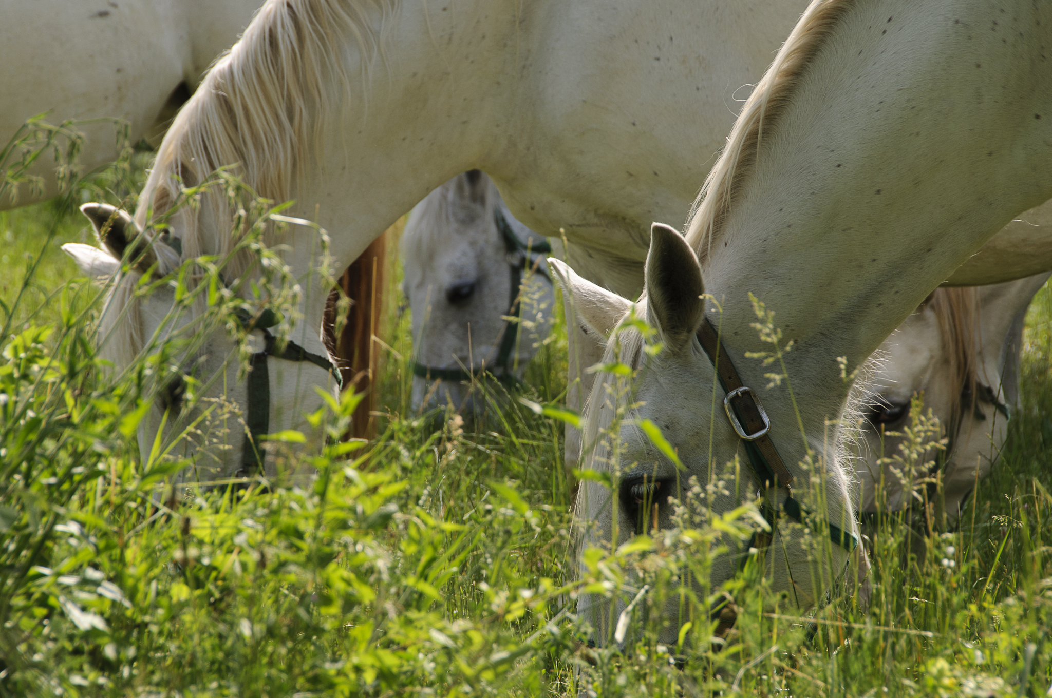 Radtour nach Slowenien - Die weltberühmten Lipizzaner verdanken ihren Namen dem Dorf Lipica